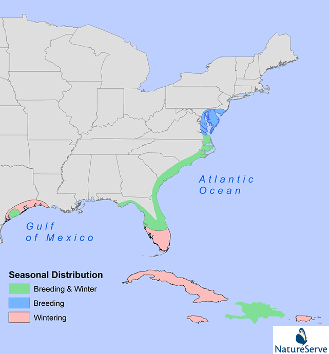 BlackRail_distribution