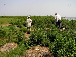 Alex Wilke and Adam Duerr survey a colony along Tyler Creek