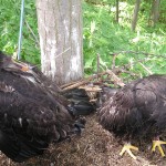 Bald eagle chicks in nest with transmitter