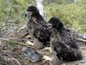 Bald eagle chicks with catfish in nest on York River