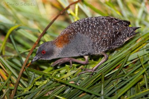 Black rail walking through a salt marsh