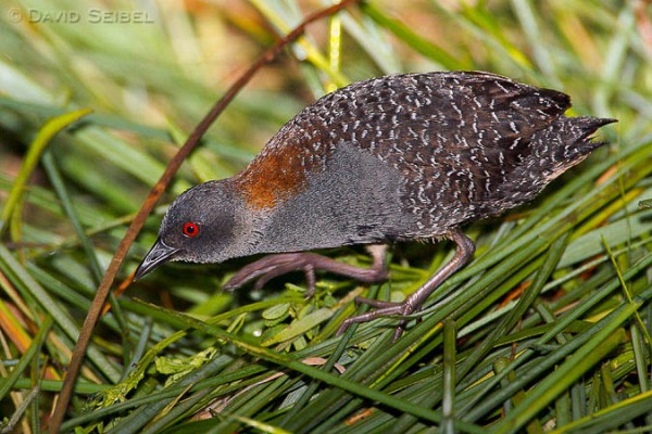 Black rail walking through a salt marsh