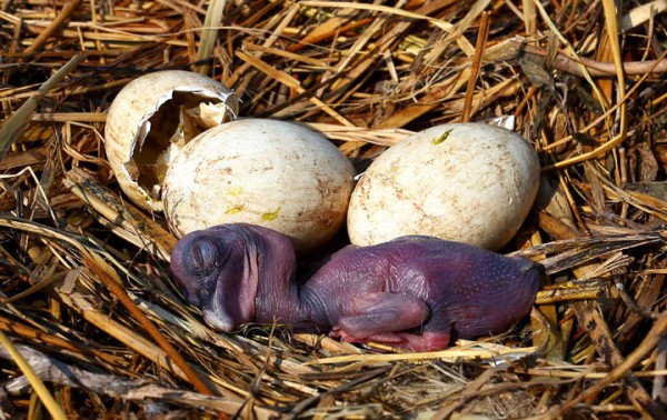 Brown pelican chick just after hatching