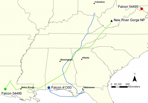 Fall 2008 migration of 3 peregrines