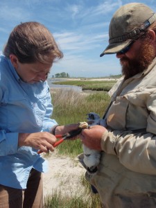 Fletcher Smith holds a peregrine falcon chick as Libby Mojica fits a band on its leg