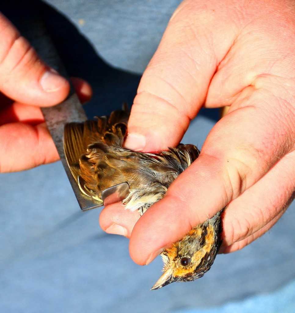 Fletcher Smith takes a wing chord measurement on a Nelson's sparrow