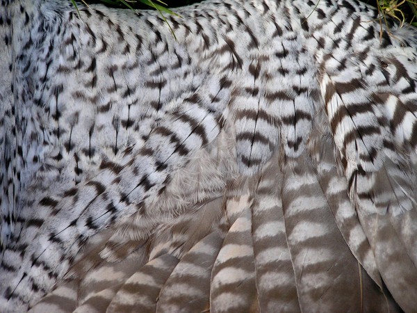 Intricate pattern of feathering on the wing lining of an adult peregrine Intricate pattern of feathering on the wing lining of an adult peregrine