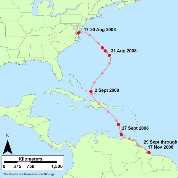 map of released whimbrels travel tracked by satellite transmitter from virginias eastern shore to the