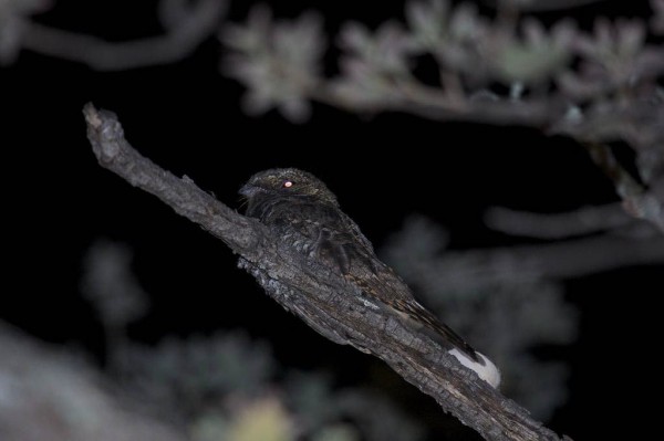 Mexican whip-poor-will in South Fork AZ