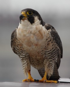 female of the Richmond peregrine pair