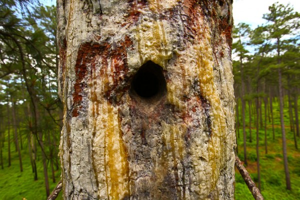Red-cockaded Woodpecker Cavity