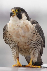 16_female of the Richmond peregrine pair