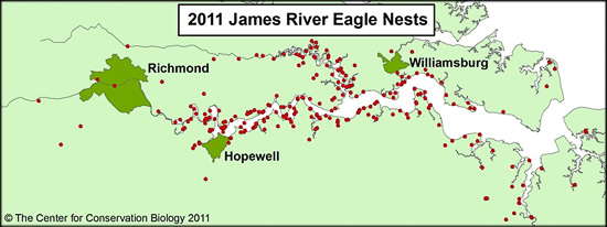 Bald Eagle nests on the James River, Virginia USA