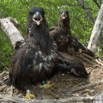Bald Eagle nestlings are banded with green over black coded bands in South Florida.