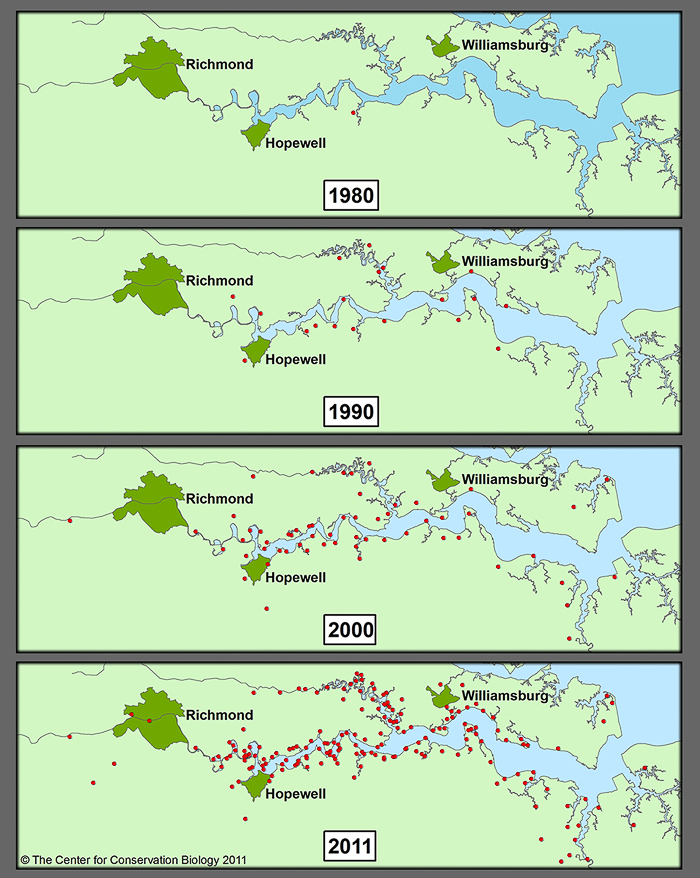 Bald Eagle nests on the James River 1980 - 2011.