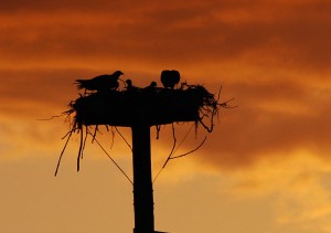 Largo Florida osprey nest at sunset.