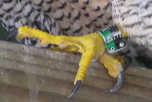 Female: Black E over Green 4 (Type 3)