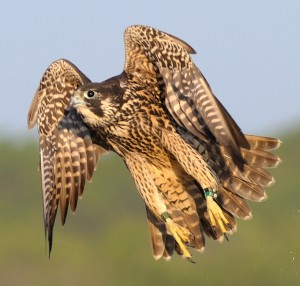 Peregrine Falcon midflight