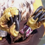 Standard aluminum band and purple alpha-numeric band on a second-year Bald Eagle.