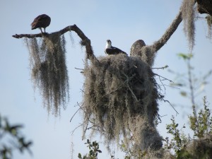 Two adult osprey from a Lake Panasoffkee, Florida nest.