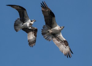 Two adult osprey in flight, from a Burien, Washington nest.