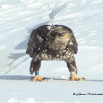 eagle S-47 photographed 2-23-09 on the Mongaup River, Sullivan Co, NY