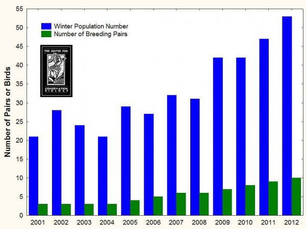 The Red-cockaded Woodpecker Population at the Piney Grove Preserve has steadily increased since 2001. The Center for Conservation Biology surveys the population two times per year as well as regularly monitoring breeding activities such as egg laying, incubation, and fledgling success. Graph by CCB.