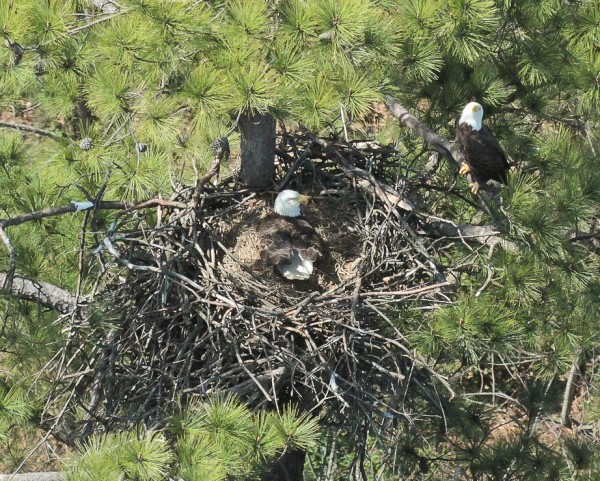 A male eagle stands guard against eagle intruders as the female incubates along the James River. Photo by Bryan Watts.