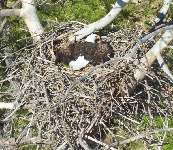 Adult sprawls out in an unusual posture covering small chicks from the sun in Charles City County along the James River. Photo by Bryan Watts.