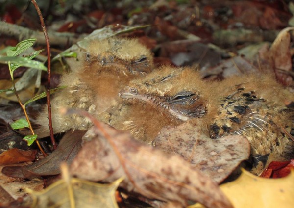 Chuck-will’s-widow nestlings approximately 10 days after hatching. The Nightjar Survey Network investigates population trends and distribution for species like the Chuck-will’s-widow, Eastern Whip-poor-will, Lesser Nighthawk, and others. Photo by Bart Paxton.