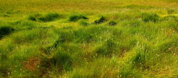 Flowering saltmeadow hay (Spartina patens) within a high marsh zone of the Chesapeake Bay. Habitats such this are essential to high marsh nesting birds such as the Black Rail, Saltmarsh Sparrow, and Willet. Photo by Bryan Watts.