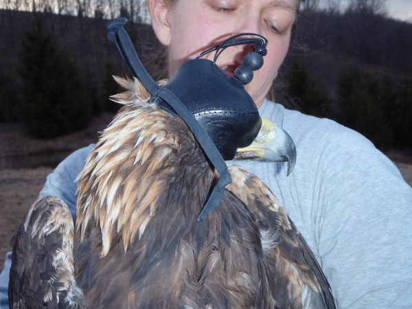 Libby Mojica with golden eagle trapped in Highland County, Virginia and fitted with satellite transmitter. Photo by Fletcher Smith.