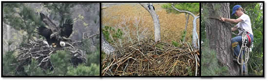Eagle research at CCB