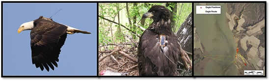 Eagle Tracking