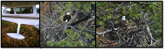 Eagle Monitoring