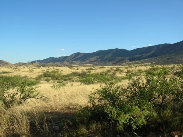 Stop #7 along the Dragoon, Nightjar Survey Network survey route in Arizona. This route has been surveyed in multiple years by Janine McCabe and has an average count of 12 Common Poorwills and 3.5 Lesser Nighthawks. Photo by Janine McCabe.