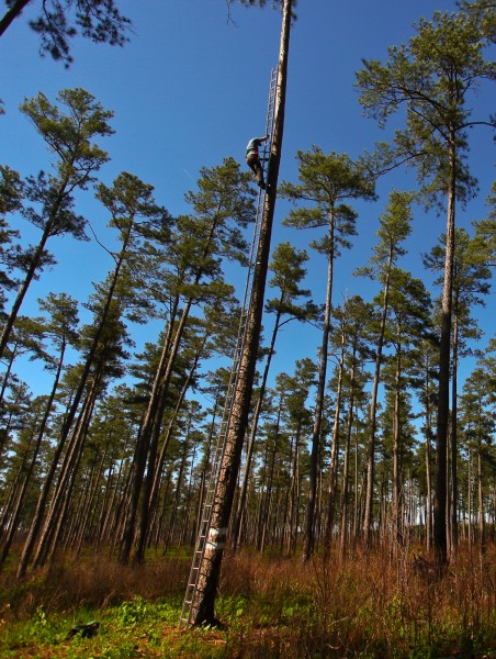 Bryan Watts uses Swedish climbing ladders to climb cavity tree to access woodpecker brood for banding. Photo by CCB.