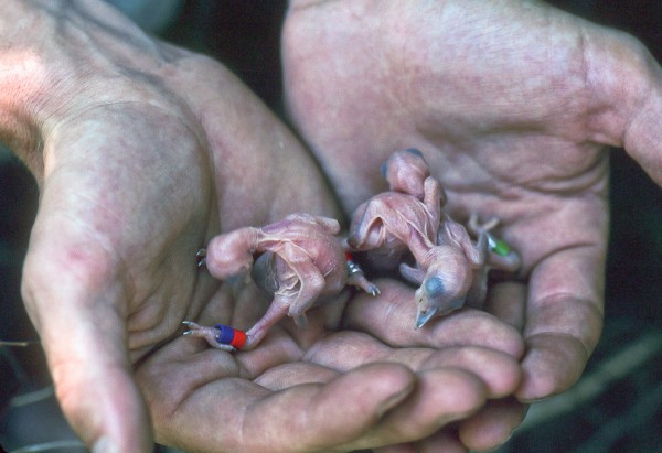 Old male (left) during banding in 2000 at only 5 days of age. Photo by Bryan Watts.