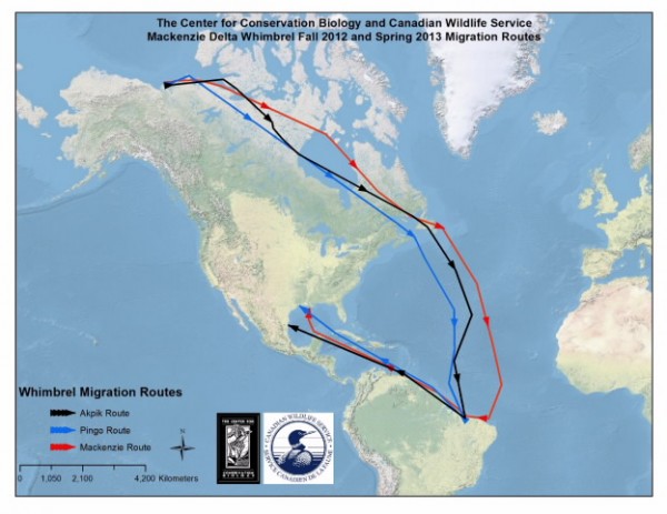 Map of migration route for 3 whimbrels marked on breeding ground in western Canada. Recent flight from Brazil to Gulf of Mexico was previously undocumented.