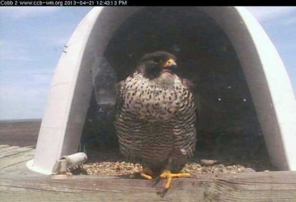 New female at Cobb Island, banded 00/AD as a nestling at Mockhorn Island, VA in 2009. Photo by CCB.