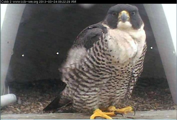 Renetta in March 2013 perched at the entrance to the nest box on Cobb Island. Photo by CCB.