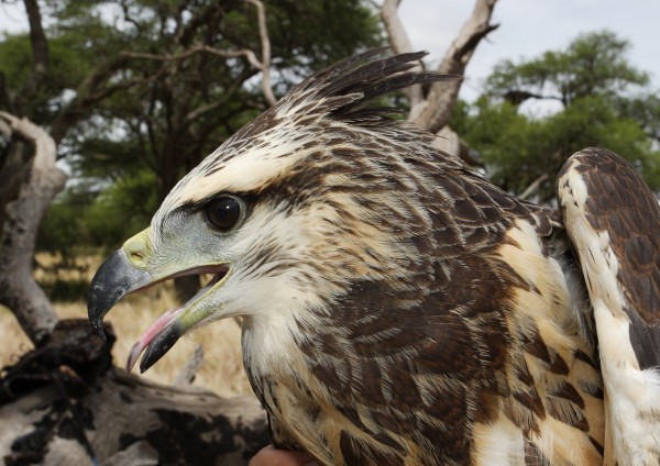 Bryan Watts holds the lost crowned eagle on the day of transmitter deployment. Photo by Bart Paxton.