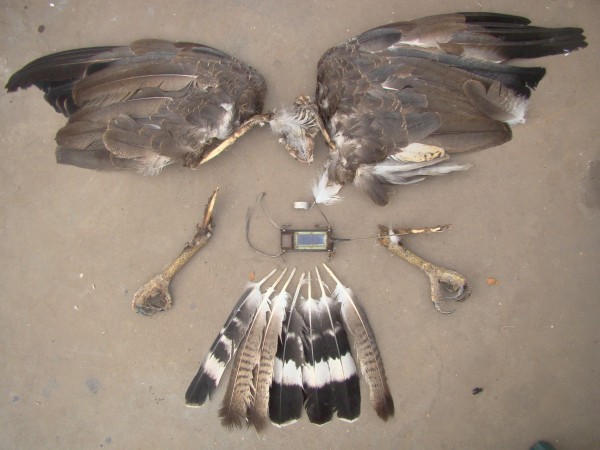 Carcass of juvenile crowned eagle recovered under power pole by Maxi Galmes and Manu Grande. Photo by Maxi Galmes.