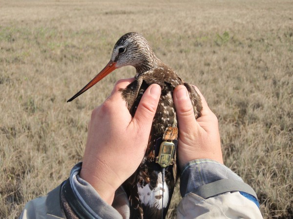 Hudsonian Godwit with 5-gram satellite transmitter. Photo by Fletcher Smith.