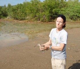 Lisa Yntema with Hope in Great Pond. Hope was captured during on 20 November, 2012 to remove her transmitter. Photo by Fletcher Smith.