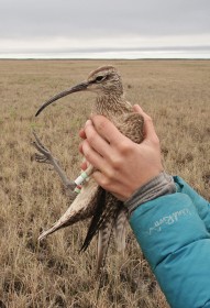 Whimbrel in hand after banding on the breeding grounds of the Mackenzie Delta. Photo by Fletcher Smith.