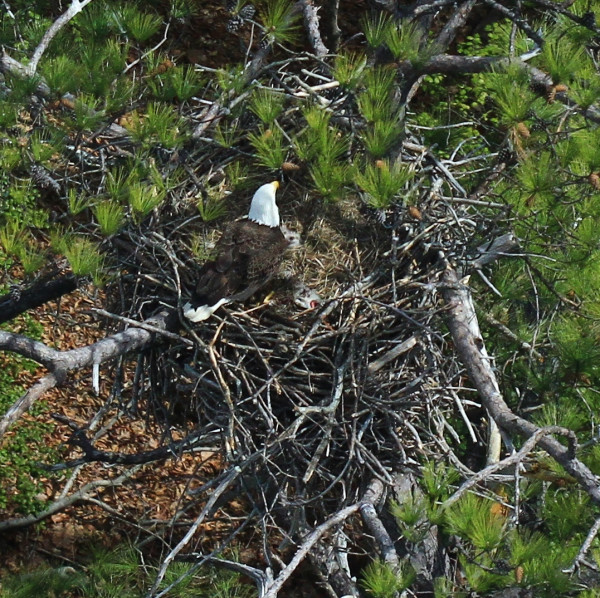 Bald eagle feeding young in a nest within Charles City County. Photo by Bryan Watts.