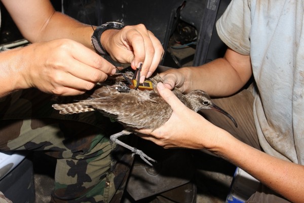 Libby Mojica fits Machi with a satellite transmitter in the fall of 2009. Photo by Bart Paxton.