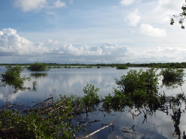 Port Louis shooting swamp in Guadeloupe where Goshen was shot in September of 2011. Photo by Fletcher Smith.