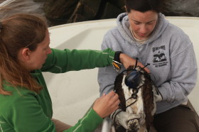 Libby Mojica (CCB) and Lauren Billodeaux (USFWS) fit a GPS transmitter to Rice the Osprey.